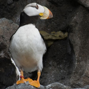 Puffins
