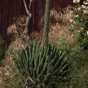 Whole Plant