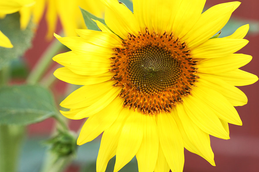 Sunflower - closeup of flower development