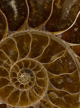 Ammonite