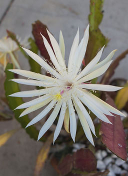 White Epiphyllum