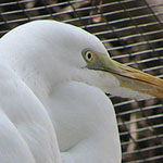 Egret