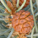 Pinyon Cone