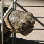 Desert Tortoise