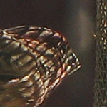 Male House Finch