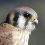 Kestrel