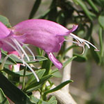 Pink Desert Flowers