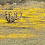 Meadow in Springtime