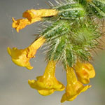 Fiddleneck