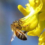 Bee on Yellow Bird Flower