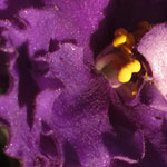 African Violet