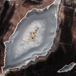 Petrified Wood
