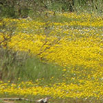 Spring Wildflowers 