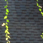 Leaves in Windy Weather