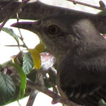 Mockingbird