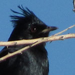 Phainopepla
