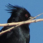 Phainopepla