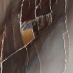 Petrified Wood