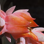 Topsy Turvy Flowers