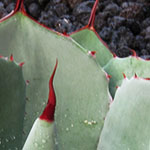 Succulent with bright-red Spines