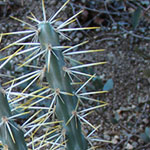 Cholla