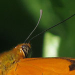 Julia Butterfly