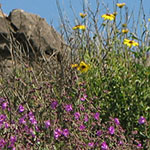 Spring Wildflowers
