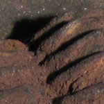 Trilobite