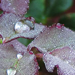 New Rose leaves, with dewdrops