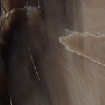 Petrified Wood