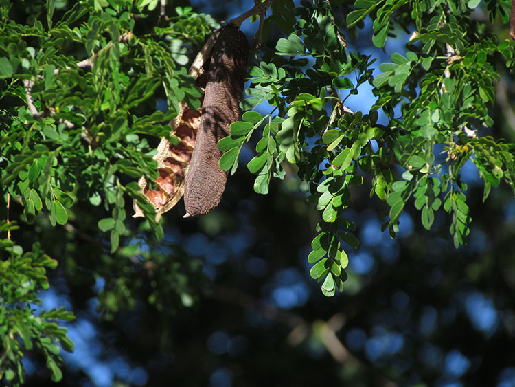 Seed Pod