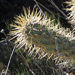 Cholla