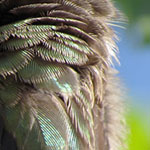 Hummingbird, facing away
