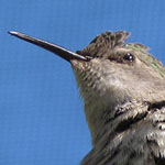 Baby Hummingbird