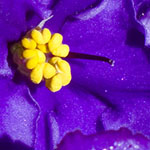 African Violet