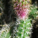 Pink Cactus Tip