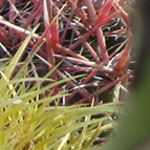 Barrel Cacti
