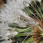 Dandelion and Dew