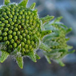 Brittlebush