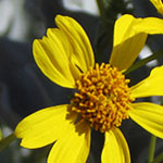 Brittlebush