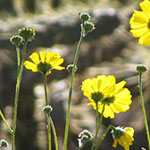 Brittlebush