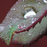 Rain on Rose Leaves