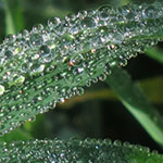 Dew on Grass