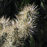 Cholla
