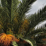 Date Palm in Stormy Weather