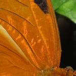 Julia Butterfly