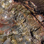 Petrified Wood