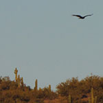 Saguaro on a hillside