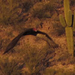 Saguaro and Vulture