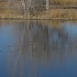 Trees reflected in Water